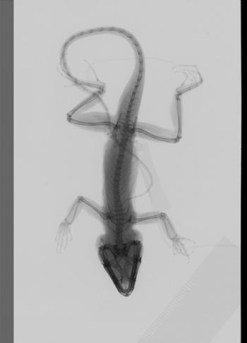 Media type: image;   Herpetology R-189299
